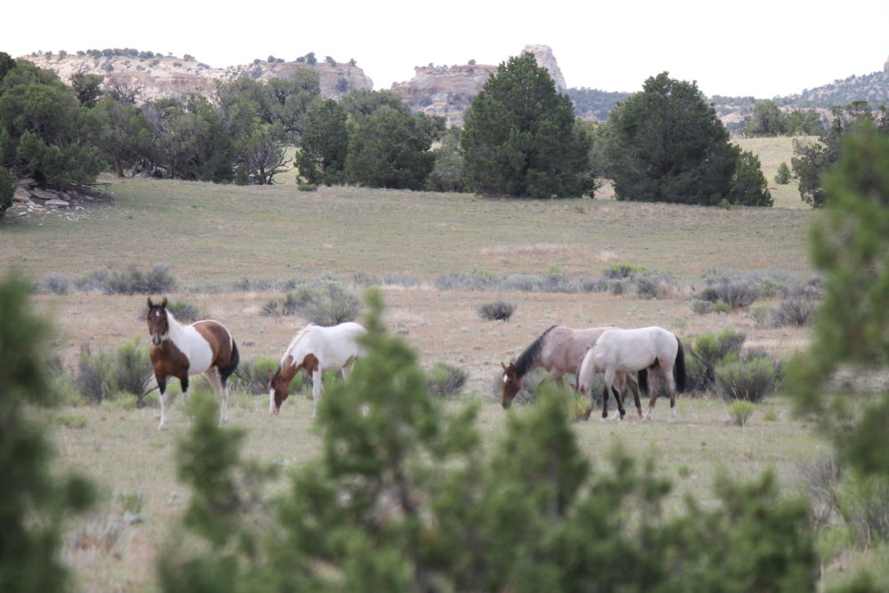 Muddy Creek wild horses