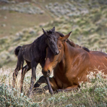 Birth of a wild mustang