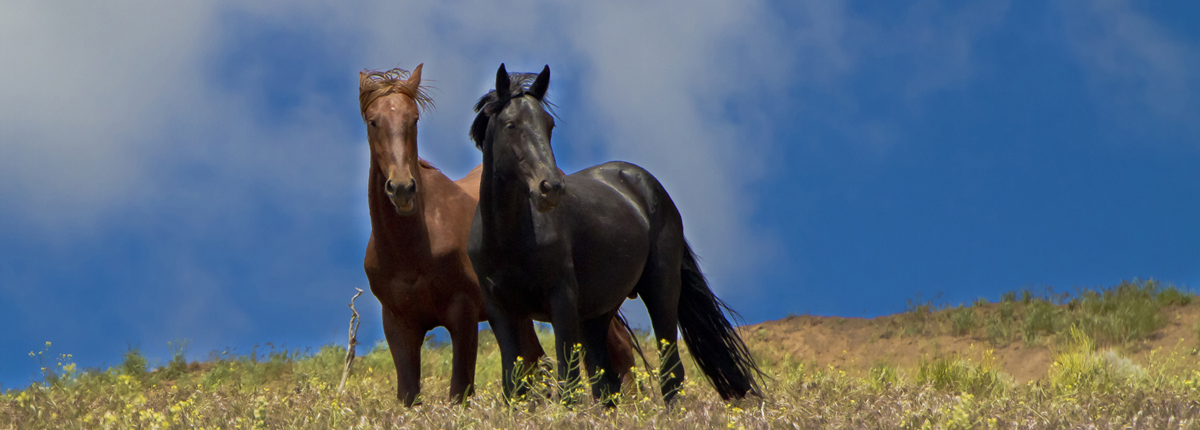 Wild Black & Brown Stallions