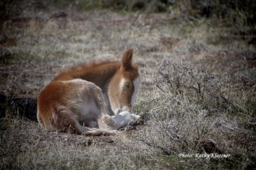 Month old baby foal laying down.