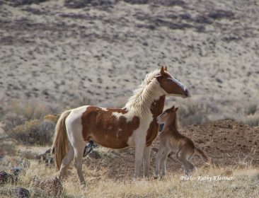 Beautiful wild Paint mare and foal