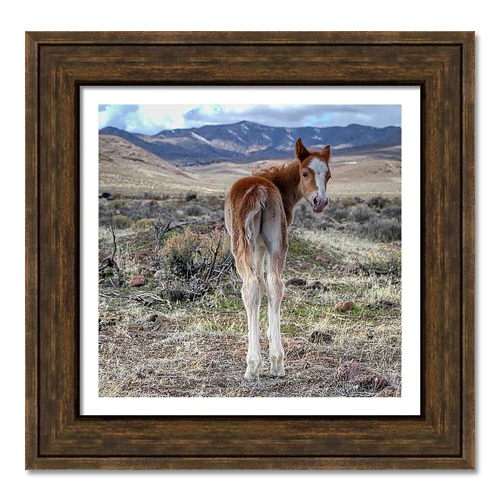 Framed Prints of Horses