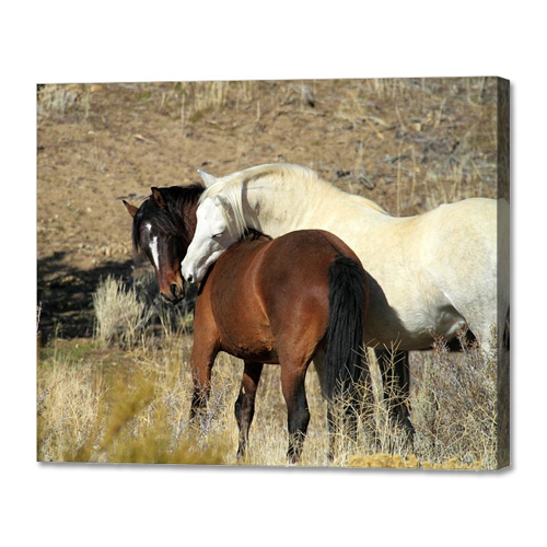 Canvas Horse Prints