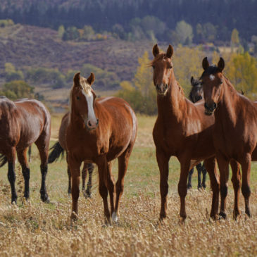 Wild Horses in the spring time