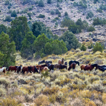 Virginia Range Wild Mustang Horses
