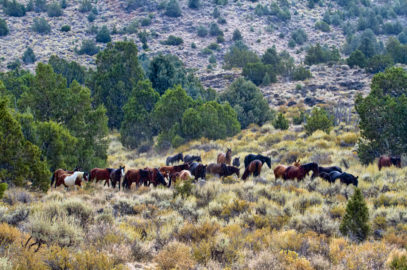 Virginia Range Wild Mustang Horses